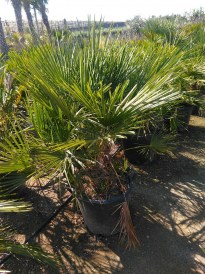 Chameorops Humilis kicsi